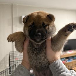 Shiba Inu Puppies from Shiba Co.