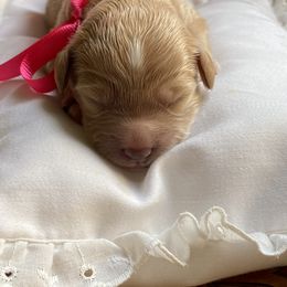 Sheepadoodle Puppies from Sarah Pearl’s Mini Sheepadoodles