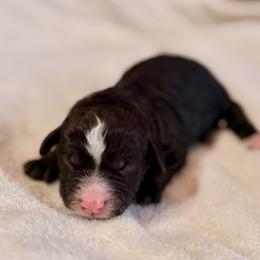 Boy 3 - Black and white male Bernedoodle puppy in Anchorage, Alaska from Cascade Country Doodles