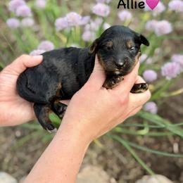 Allie - Black phantom female Aussiedoodle puppy in Lancaster, Minnesota from Finney Ranch