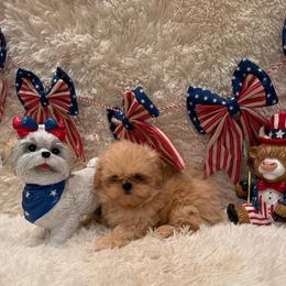Reed - Cream and white male Shih Tzu puppy in Success, Missouri from Sweet Success