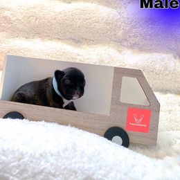 French Bulldog Puppies from FrenchieBnB