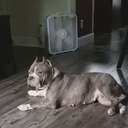 American Bullies and French Bulldogs from Noble One Bullies