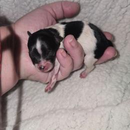 Gary - Black parti male Pomeranian puppy in Angleton, Texas from Pomeranian Palace, LLC