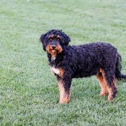 Tess - Bernedoodle
