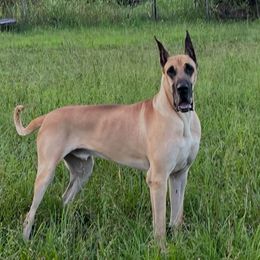 Tyler - Fawn male Great Dane puppy in Golconda, Illinois from Breken Great Danes