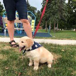 Arlo (blue collar) - Golden male Golden Retriever puppy in Webster City, Iowa from Whispering Pines Precious Puppies