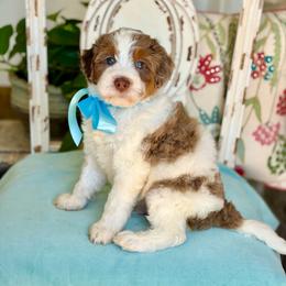 Fudge - Chocolate merle male Bernedoodle puppy in Mapleton, Utah from Natural Doodle Life