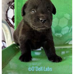 Copa - Black male Labrador Retriever puppy in Sullivan, Missouri from O’Dell Labs