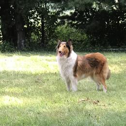 Collie All Grown Up from Rheign Collies