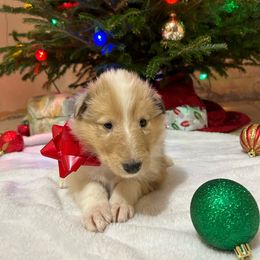 Meadow - Sable merle Collie puppy in Waterville, Iowa from Lisa’s Lassies