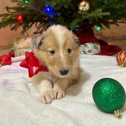Meadow - Sable merle Collie puppy in Waterville, Iowa from Lisa’s Lassies