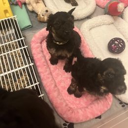 Goldendoodle Puppies from Fishermen’s Doodles