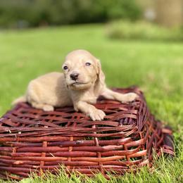 Dachshund Puppies from Northwest Dachshunds