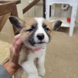 Beagle and Pembroke Welsh Corgi Puppies from Country Acres Farm