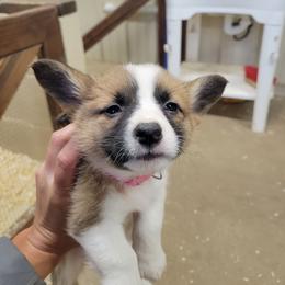 Beagle and Pembroke Welsh Corgi Puppies from Country Acres Farm