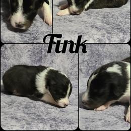 Shetland Sheepdog Puppies from Henotic Homestead's Shetland Sheepdogs