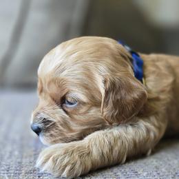 Blue Collar Boy - Cream male Cavapoo puppy in Almira, Washington from Cavapoo Cuddles