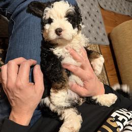 Girl 1 - Tri-color female Bernedoodle puppy in Wytheville, Virginia from Pine Brook Pups