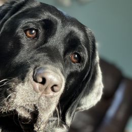 Australian Shepherds and Labrador Retrievers from Tate Farm Aussies & Retrievers