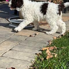 Spanish Water Dog Puppies from Highview Spanish Water Dogs, LLC