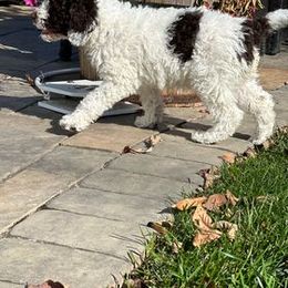 Spanish Water Dog Puppies from Highview Spanish Water Dogs, LLC
