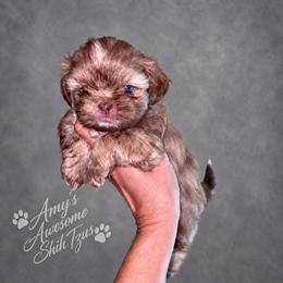 Shih Tzu Puppies from Amy’s Awesome Shih Tzus
