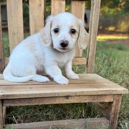 Purple collar - Cream female Dachshund puppy in Nashville, Arkansas from Whisenhunt Farms