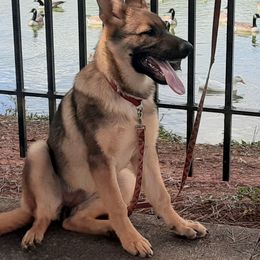 German Shepherd All Grown Up from Karen's Kennel