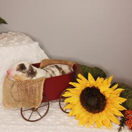 Australian Shepherd Puppies from Cooper Ridge Aussies