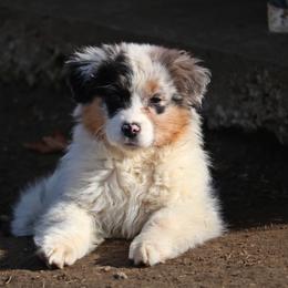 Australian Shepherd Puppies from Silverbrook Australian Shepherds