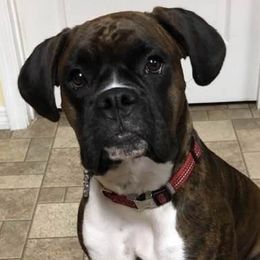 Boxers from SMART AKC Boxers