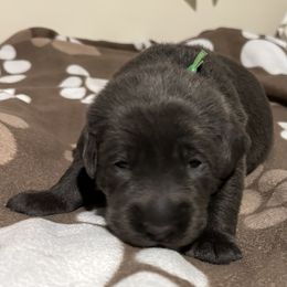 Mr Green - Charcoal Dilute Retriever puppy in Evart, Michigan from Irby Acres Labs