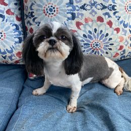 Rei lynn - Shih Tzu