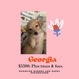 Georgia - Cream female Dachshund puppy in San Antonio, Texas from Sunshine Sandra & Sweet Sausages