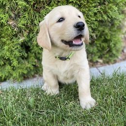 Golden Retriever Puppies from Castle Country Companions