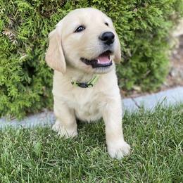 Golden Retriever Puppies from Castle Country Companions
