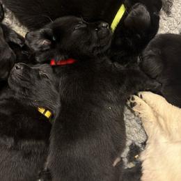 Red - Black male Labrador Retriever puppy in Menifee, California from The Golden Leash Kennels