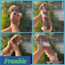 Frankie - Cream male Dachshund puppy in Wichita Falls, Texas from Long Dogs in The Falls