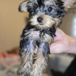 Yorkshire Terrier Puppies from Sandra KROEGER