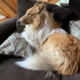 Collies from Pearl Ranch AKC Collies