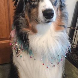 Australian Shepherds from Donna Mundey's Australian Shepherds