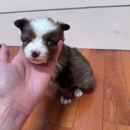 Daemon - Blue merle male Australian Shepherd puppy in Harrogate, Tennessee from Rocky Top Paws