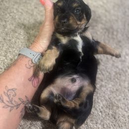 Bruno - Black and tan male Dachshund puppy in Asheboro, North Carolina from With Love From Maggie