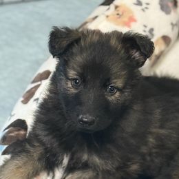 Mr.Teal- dark sable plush coat - Sable male German Shepherd puppy in Berlin, Wisconsin from Gypsy Miracle Kennels