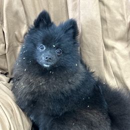 Mogie - Pomeranian