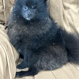 Mogie - Pomeranian