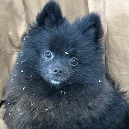 Mogie - Pomeranian