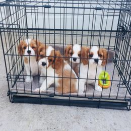 Cavalier King Charles Spaniel Puppies from Blueberry Hill Cavaliers