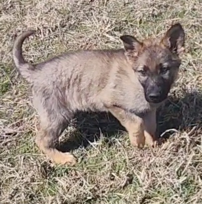 German Shepherd and Pembroke Welsh Corgi Puppies from Tiny Titans K9